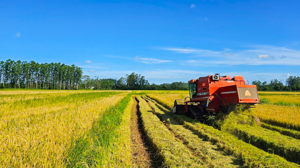 COMEÇA NA REGIÃO A COLHEITA DO ARROZ