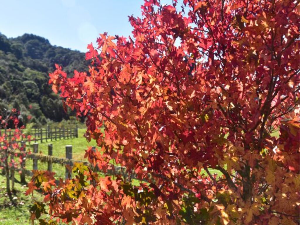 Outono deve ter temperatura acima da média em Santa Catarina