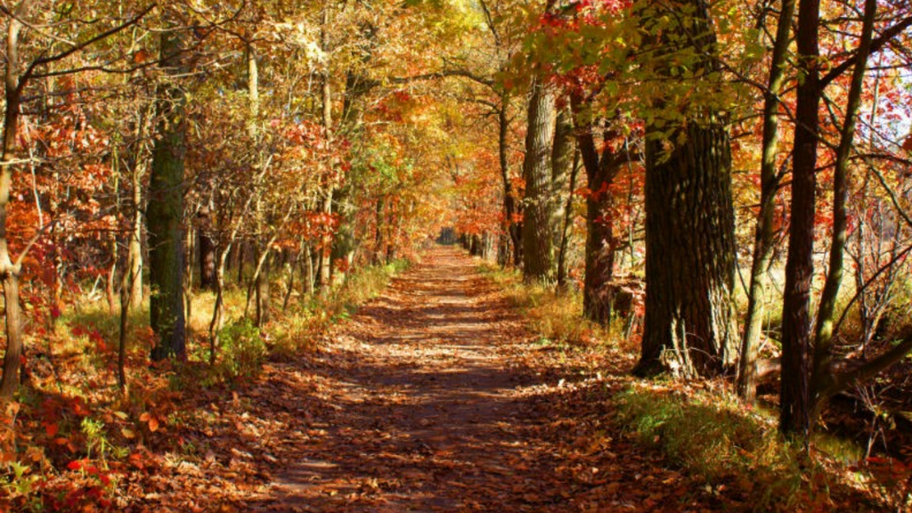 Imagem principal artigo