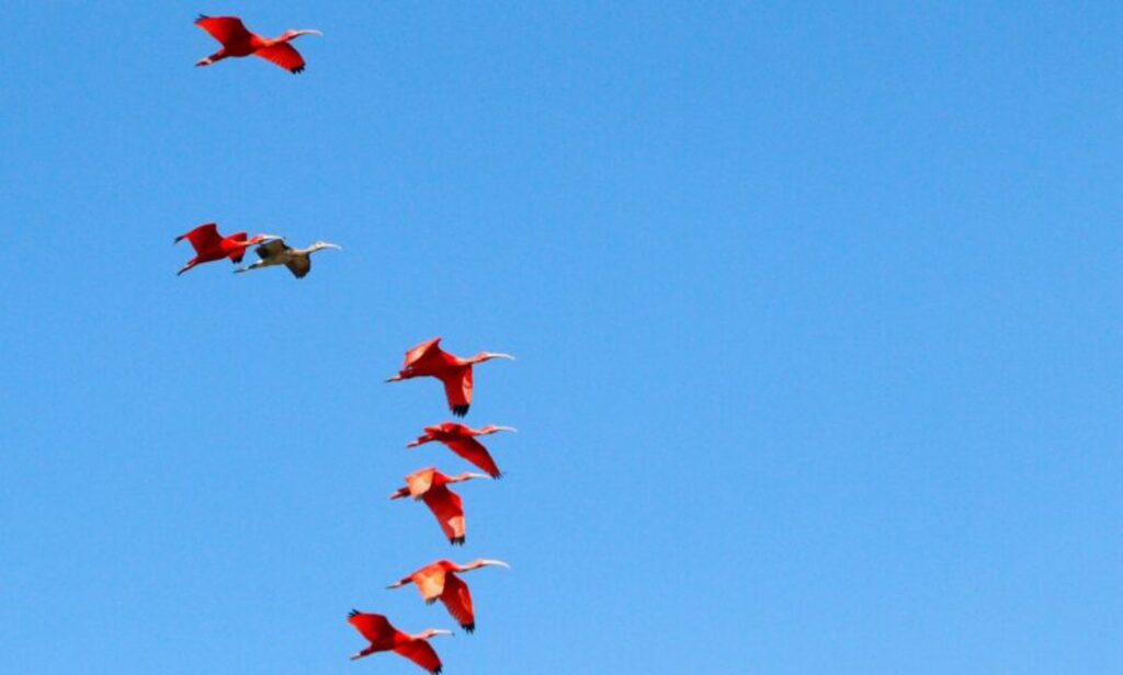 Guará-vermelho volta a ser visto em Joinville após recuperação de manguezais
