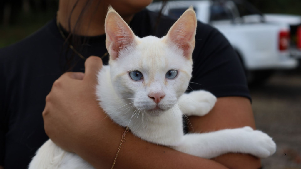 Mutirão castra mais de 350 animais em Canoinhas