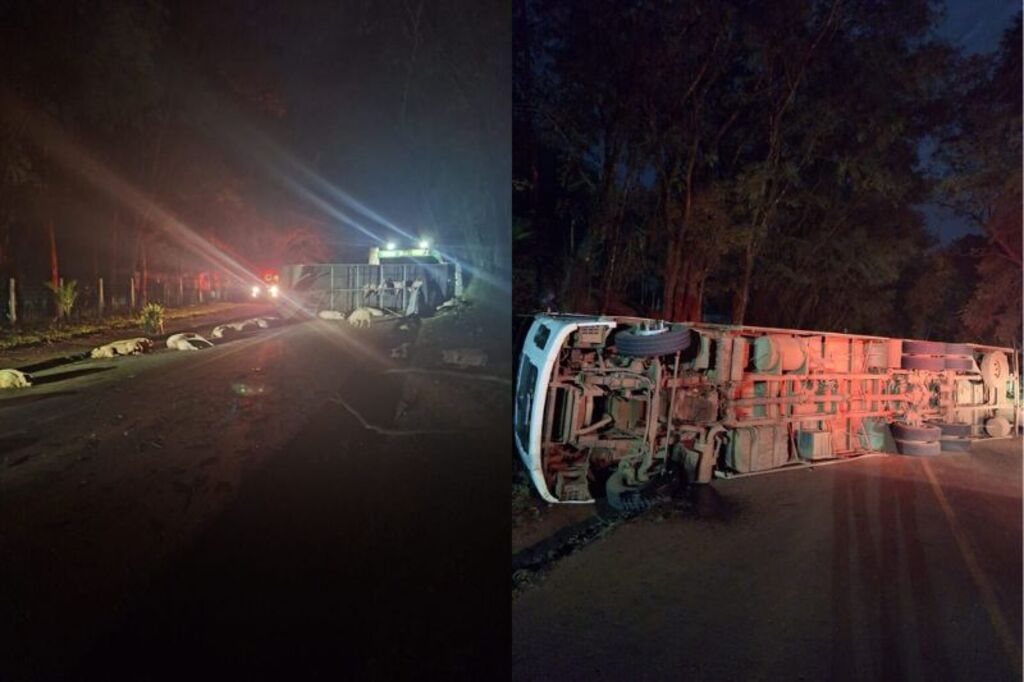 Tombamento de caminhão com suínos bloqueia a SC-283 no Oeste de Santa Catarina