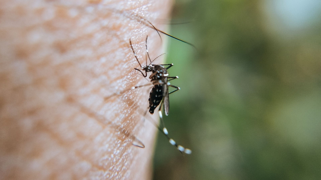 Canoinhas registra 16 focos de dengue, mas não tem casos da doença