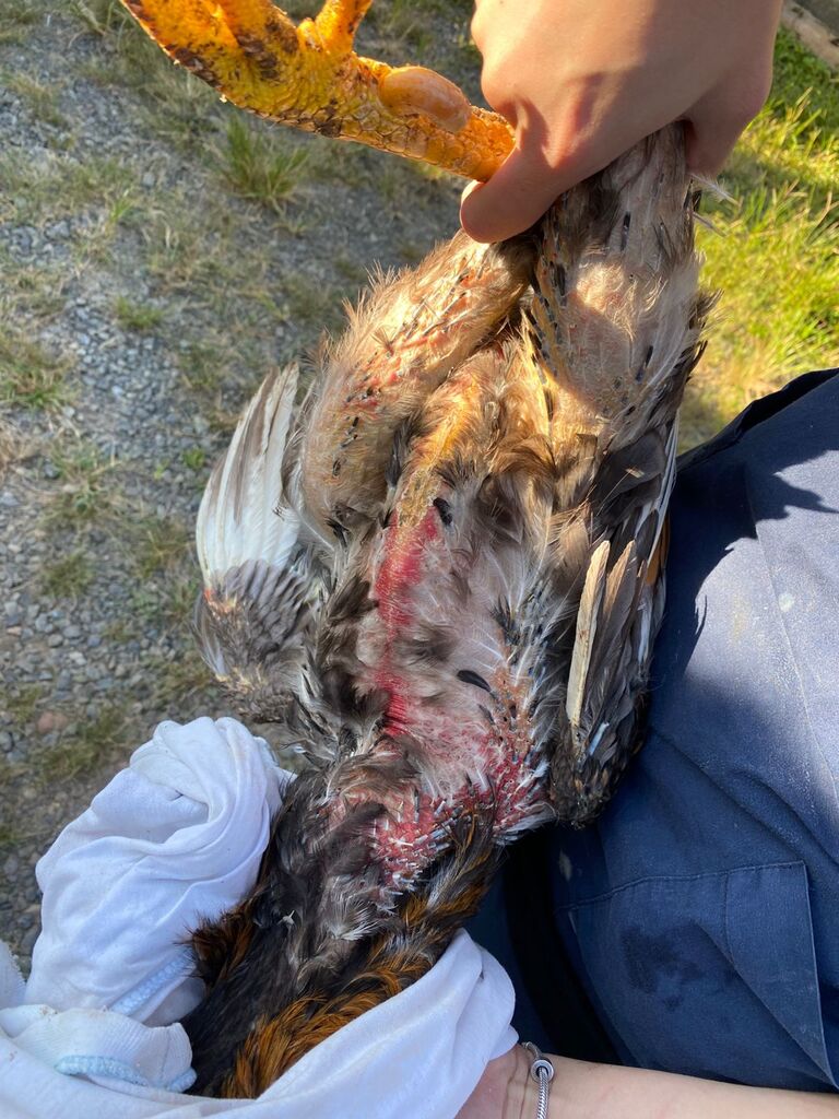 Operação em Joinville resgata mais de 50 galos de rinha e aves ameaçadas de extinção