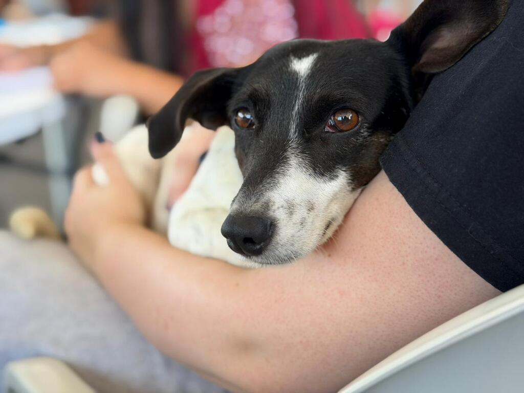 Rancho Queimado impulsiona política de bem-estar animal com recursos do Pet Levado a Sério
