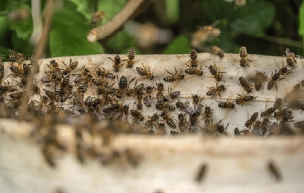 Homem morre após ataque de abelhas no interior de Itapiranga