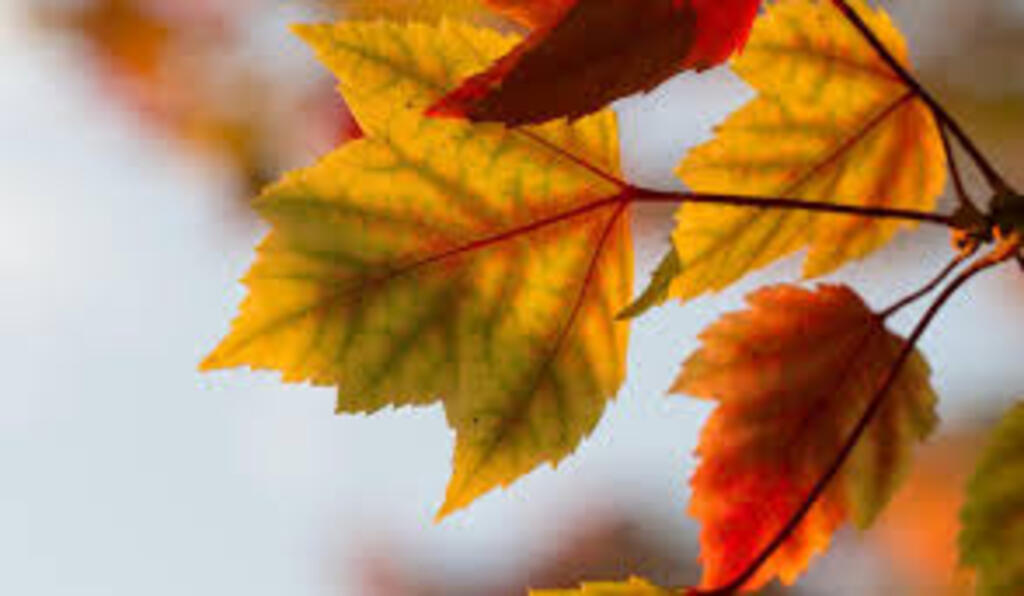 Última semana do verão terá sol, calor e temporais isolados em Santa Catarina