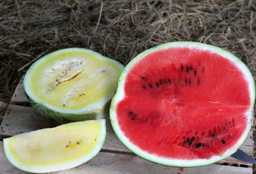Melancia está de volta e com novidades