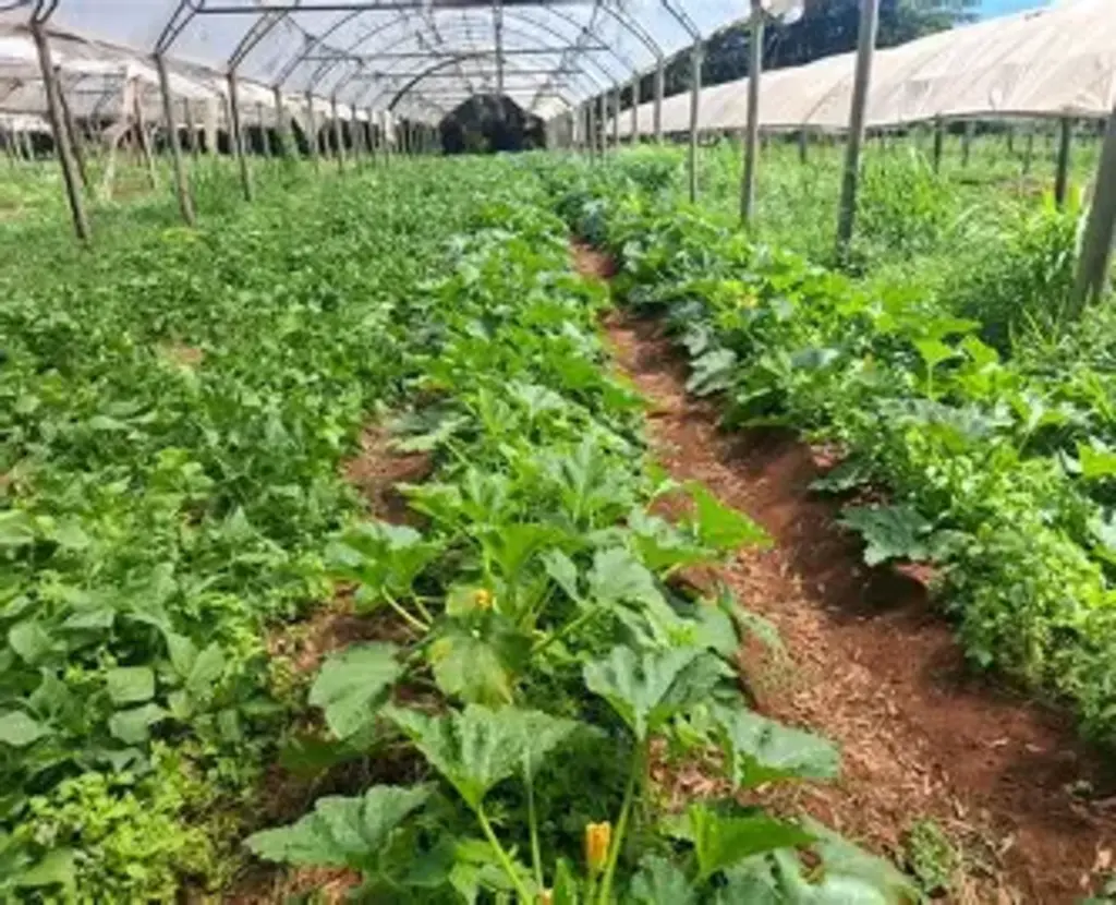 Veto do governador Jorginho Mello retira garantia de mercado e agricultura familiar de SC perde R$ 125 milhões