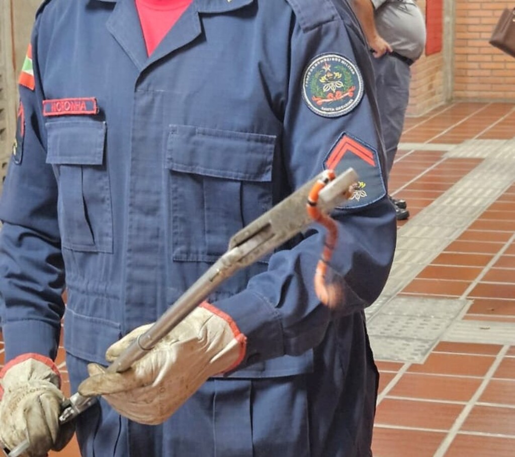 Cobra-coral verdadeira é capturada por bombeiros dentro de universidade