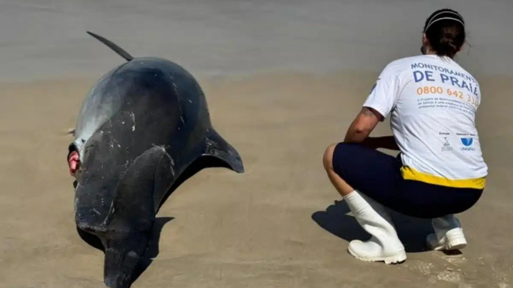 Imagem principal artigo