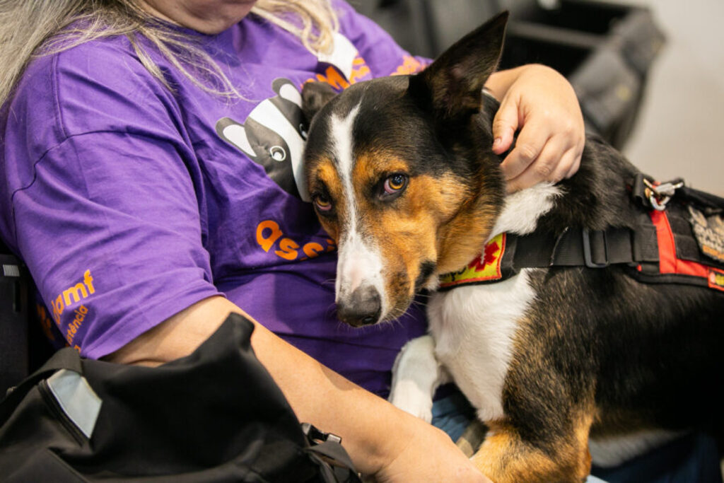 CCJ aprova criação de programa estadual de apoio às instituições de proteção animal