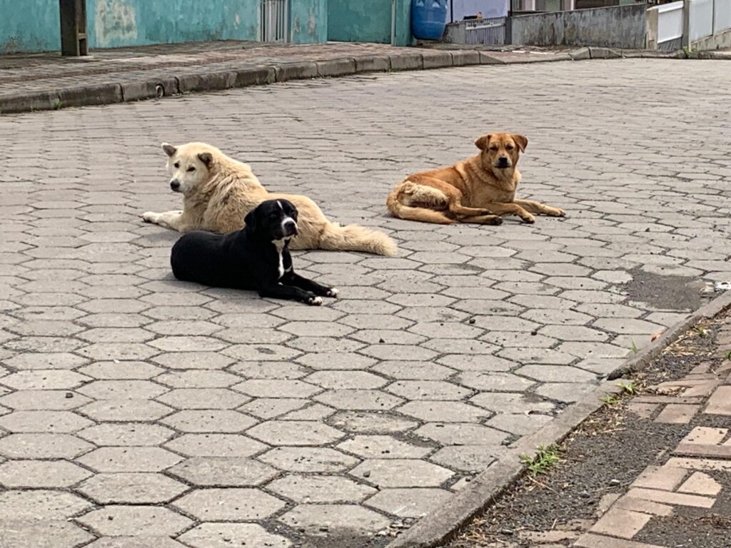 MPSC instaura procedimento para apurar se Plano Municipal de Proteção e Bem-Estar Animal de Otacílio Costa está sendo aplicado