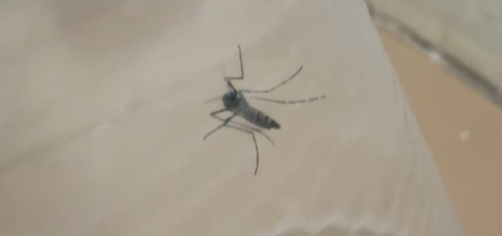 Mosquitos da Dengue em fase adulta são encontrados em Anita Garibaldi