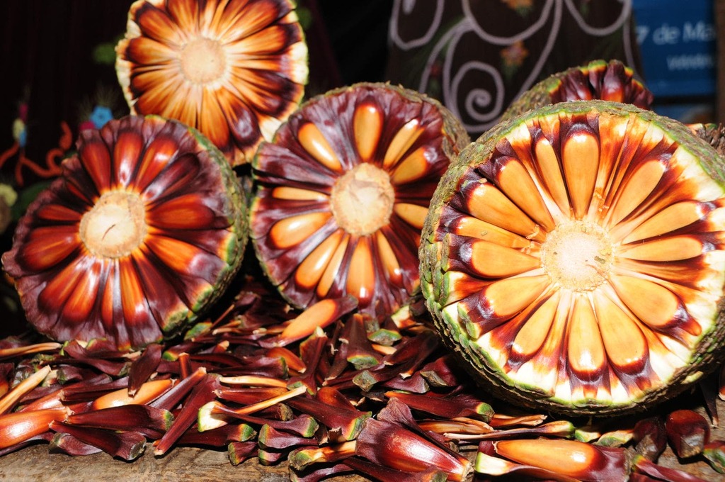 Lages convida para a Abertura da Colheita do Pinhão