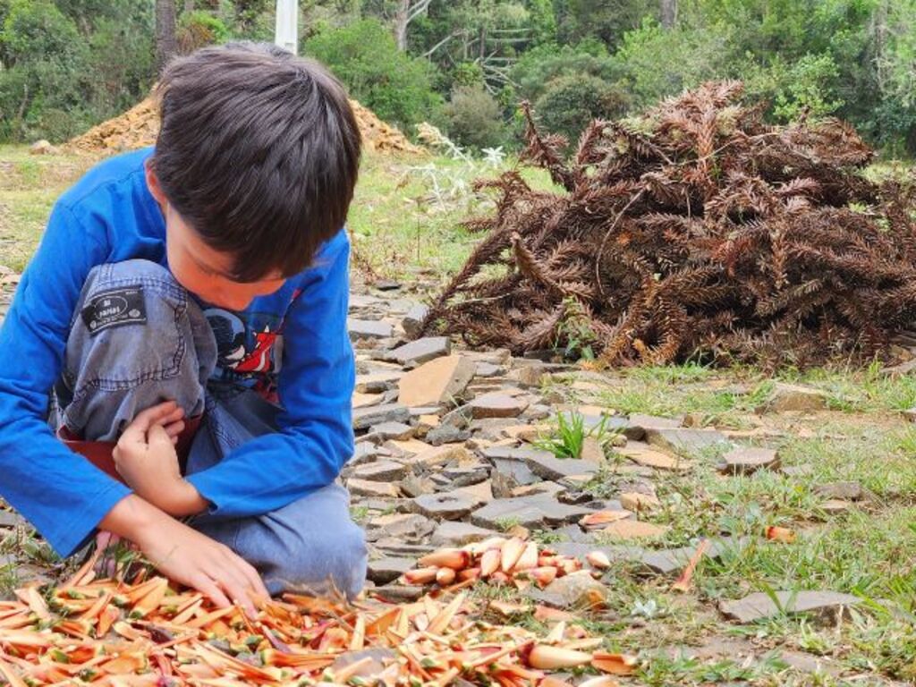 Safra de pinhão deve ser 30% inferior, mas preço deve compensar queda