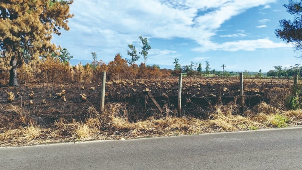 Fogo em matagal às margens da BR 101 deixa moradores de Sangão Madalena apreensivos