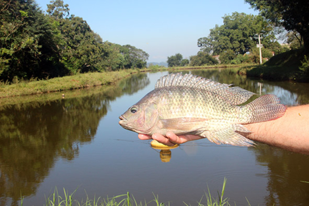Venda direta com os piscicultores