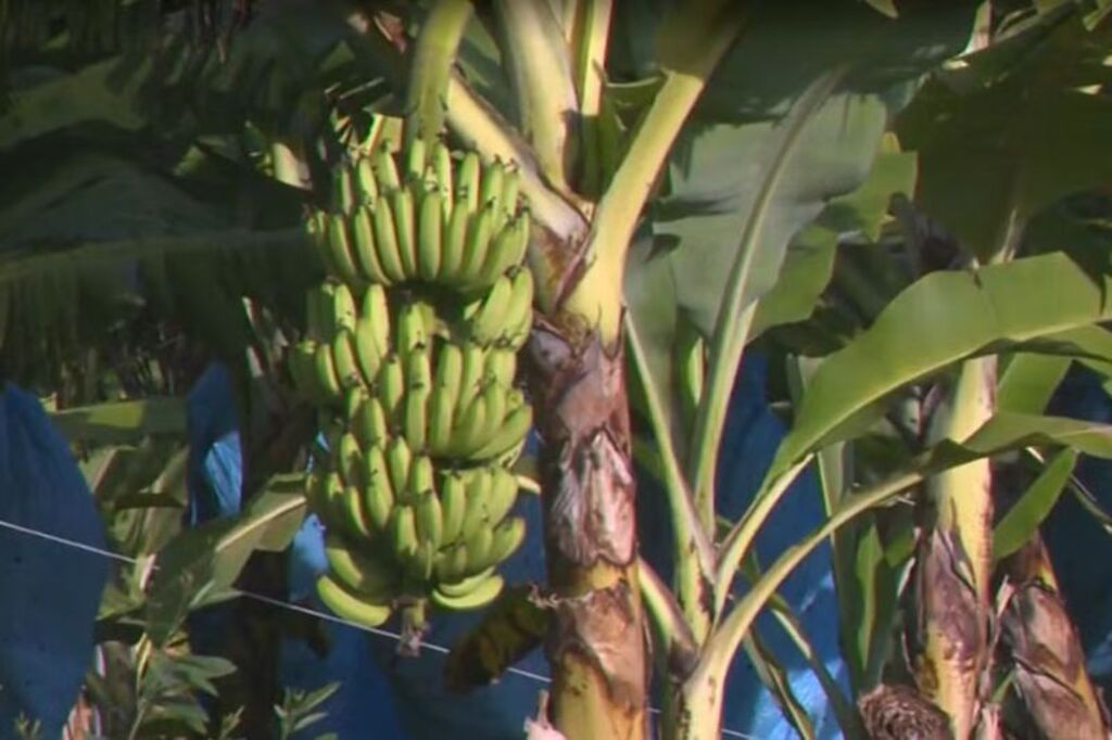 Clarinha: a nova variedade de banana registrada em Santa Catarina  Descoberta por acaso em Luiz Alves, fruta apresenta menor teor de clorofila e maior competitividade comercial
