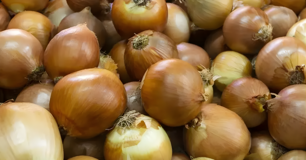 Preços da cebola se estabilizam mas qualidade preocupa produtores em Ituporanga