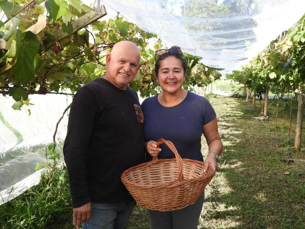 Primeira safra de uvas marca novo ciclo no Sítio João Maria, em Otacílio Costa