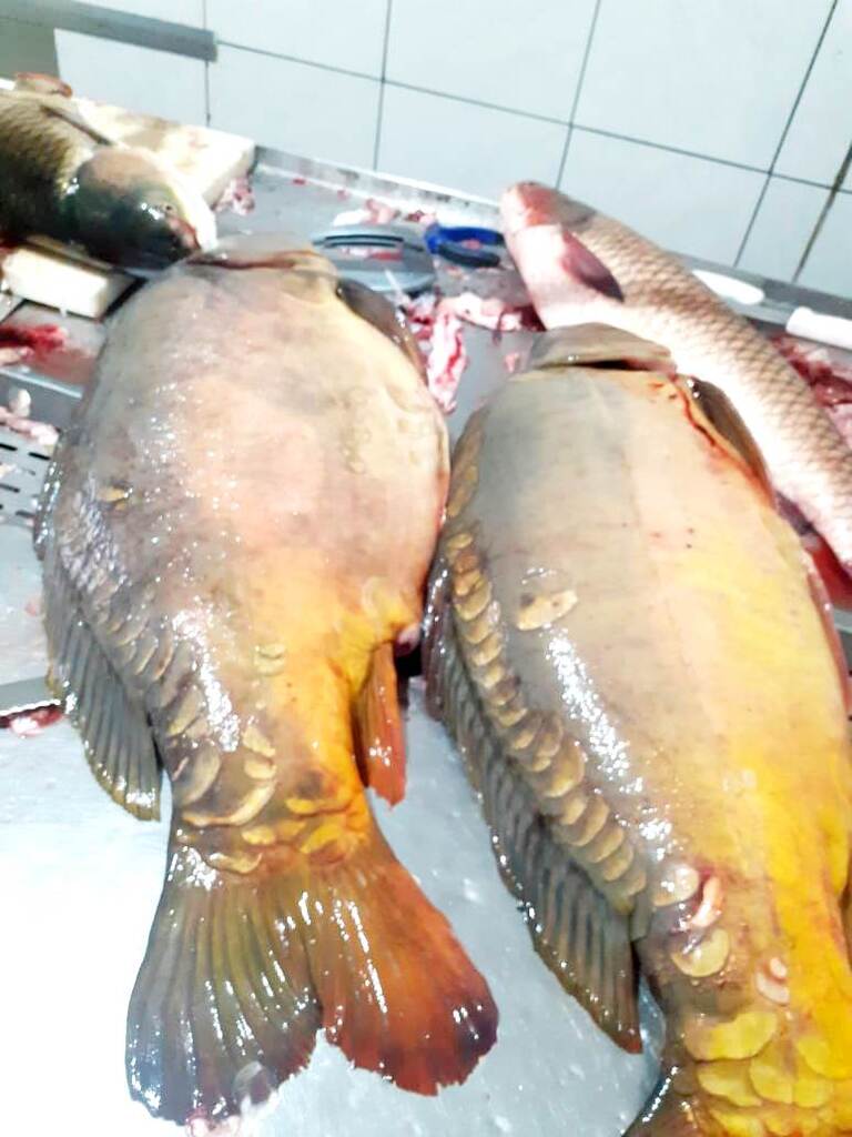  - IMAGENS DIVULGAÇÃO