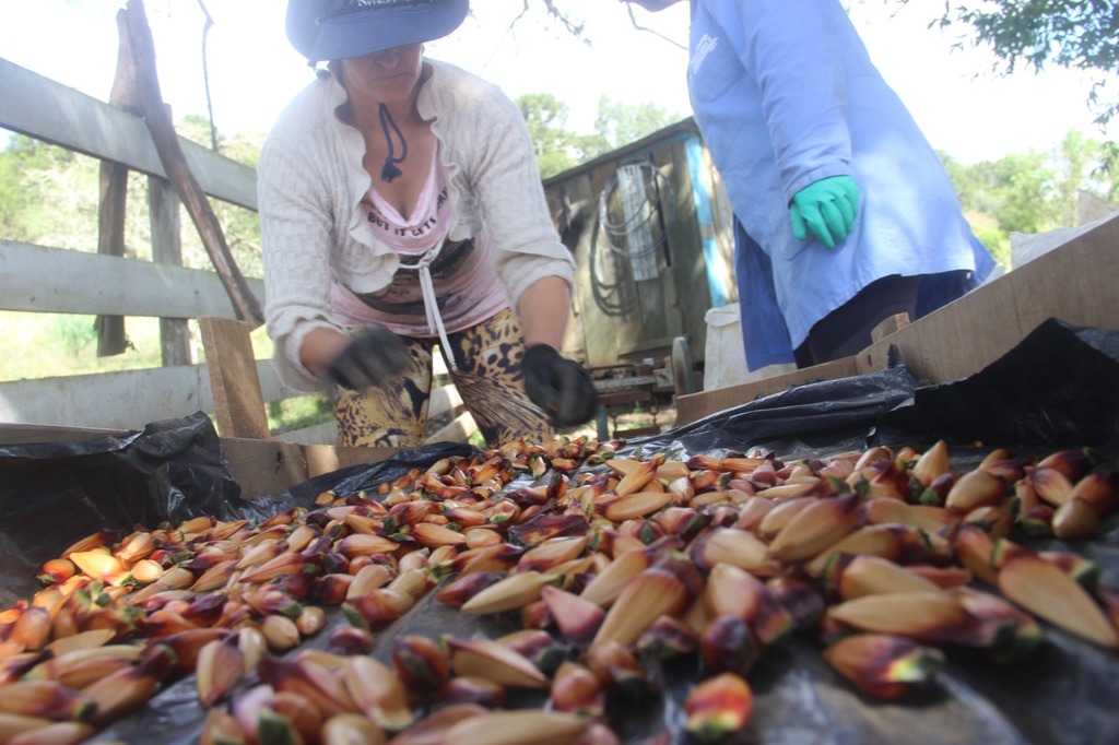 Safra 2026 será marcada pela queda na produção, mas preços devem se manter valorizados