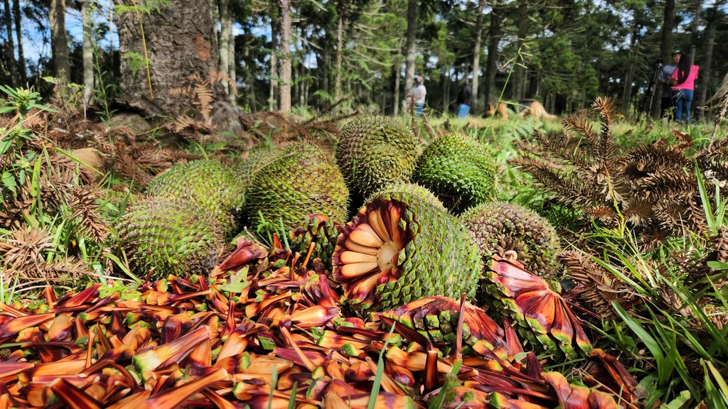 Prepara a paçoca e o entrevero: começa mais uma safra de pinhão