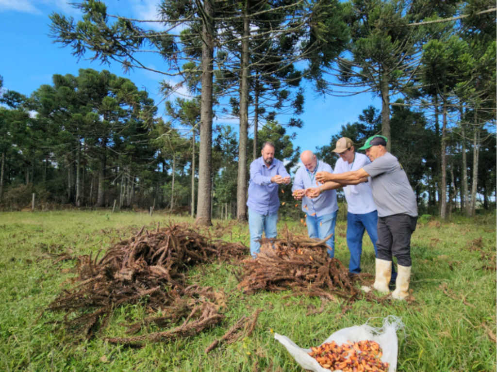 É tempo de pinhão: colheita começa dia 1º de abril em Santa Catarina