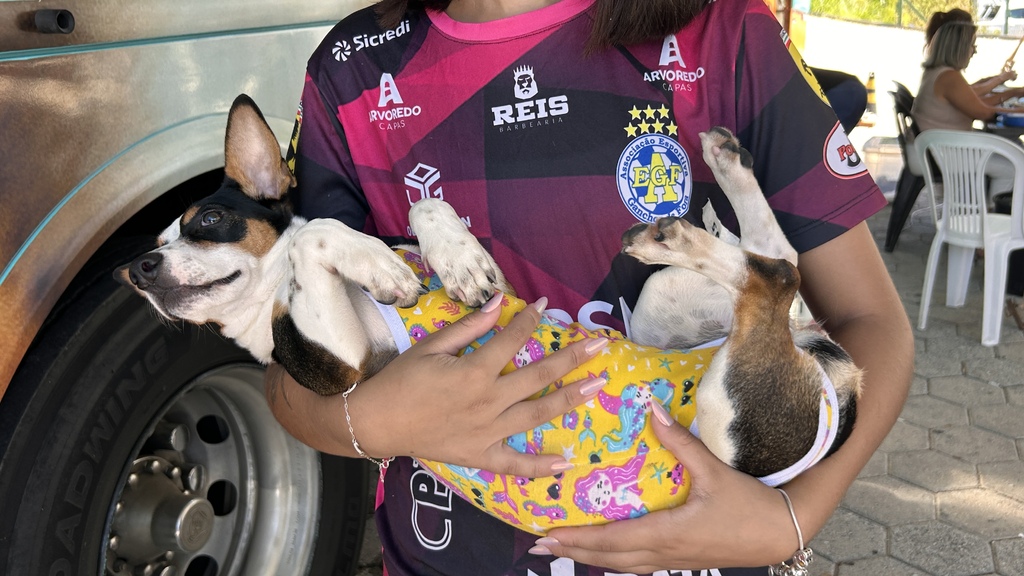 Abril Laranja: no mês alusivo ao combate à crueldade contra os animais, Governo de Santa Catarina destaca ações que contribuem para a efetividade da política de bem-estar animal no estado