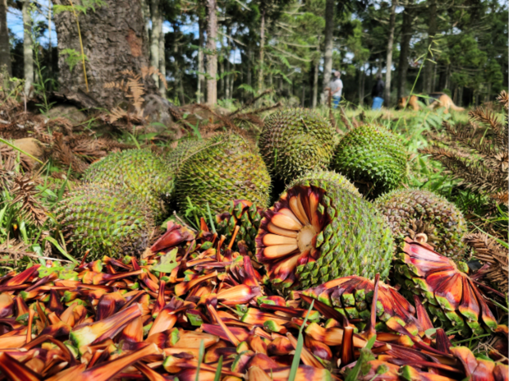 Inicia mais uma temporada de pinhão em Santa Catarina