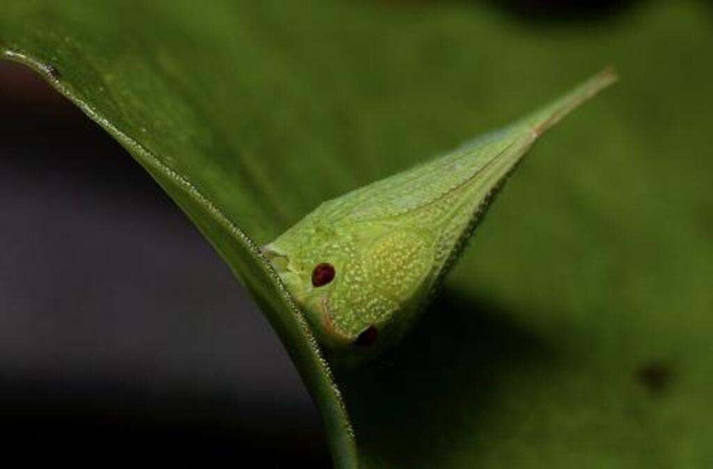 Infestação de cigarrinhas-do-milho em SC recua 14,3% na última semana