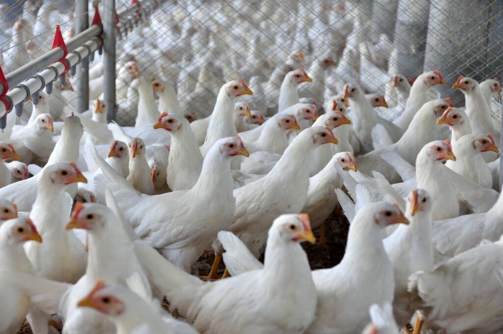 Indústria de alimentos de Santa Catarina cresceu quatro vezes mais do que a média nacional em 2025