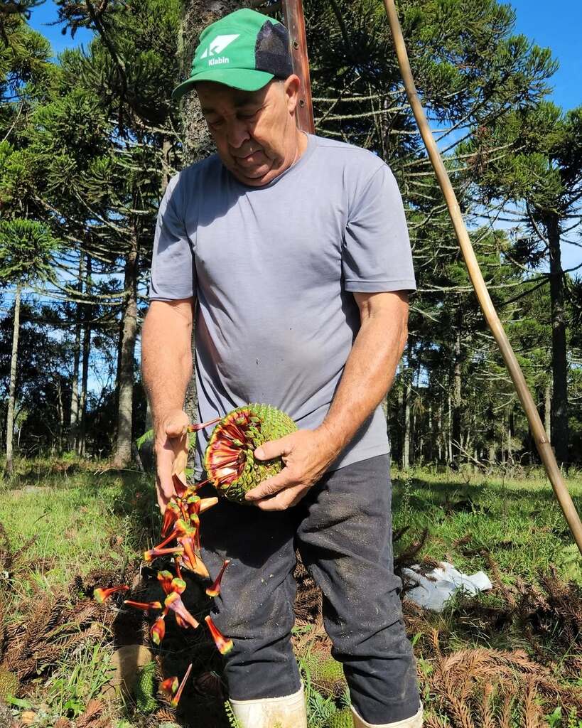 ESTÁ ABERTA A TEMPORADA DE PINHÃO EM SANTA CATARINA