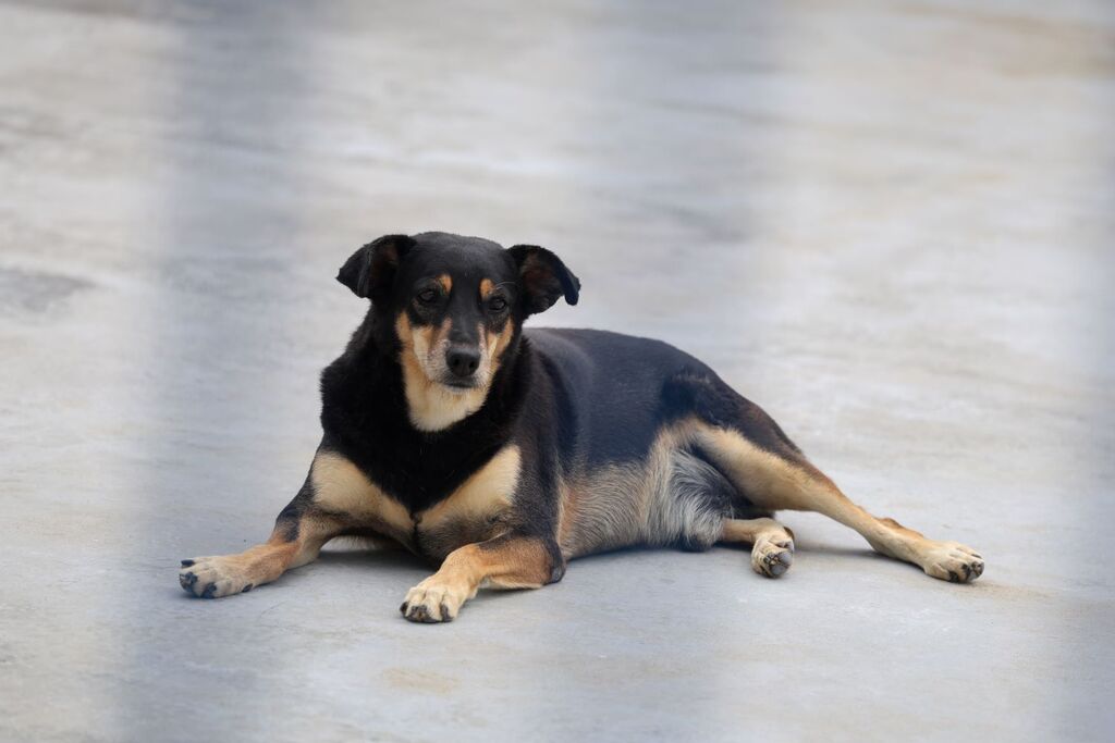 ABRIL LARANJA: NO MÊS DE COMBATE À CRUELDADE CONTRA OS ANIMAIS, GOVERNO DE SC DESTACA AÇÕES PARA ENFRENTAMENTO DO PROBLEMA