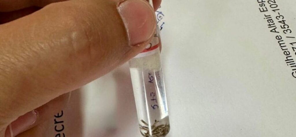 Novo foco do mosquito da dengue é identificado no centro da cidade