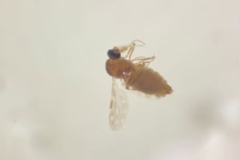 O pequeno mosquito que fez moradores em SC se 'trancarem' em casa e usarem casacos no calor de 30°C