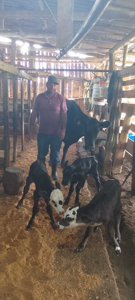 Nascimento raro de bezerros trigêmeos chama atenção em Celso Ramos