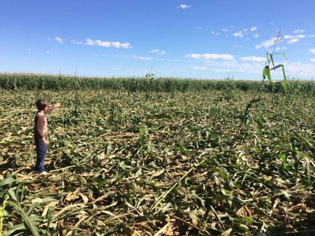 Imagem Artigo Geral Ministério pesquisa presença e impacto dos javalis