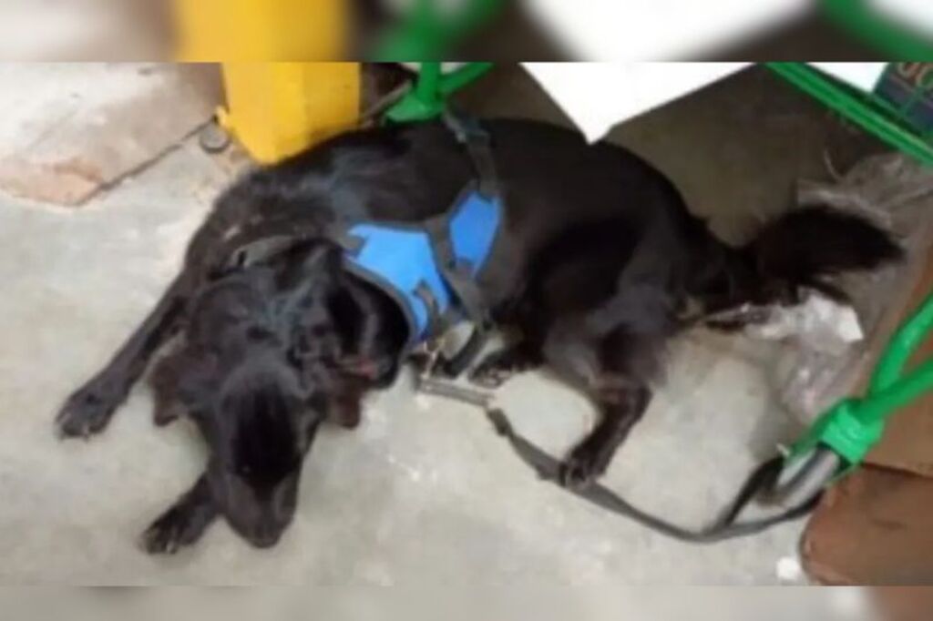 Mulher que decidiu abandonar cachorro em Florianópolis é indiciada por maus-tratos