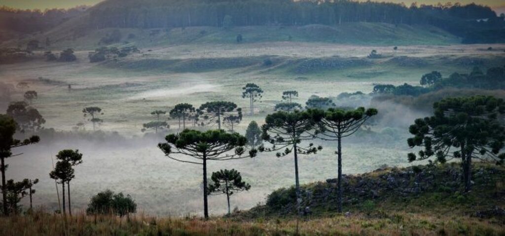 Primeira geada de abril é registrada e marca início do período de frio na Serra Catarinense