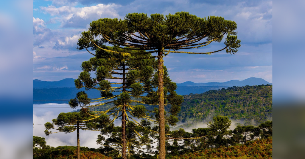 Com frio intenso na Serra, outono chega de vez em Santa Catarina e temporais ameaçam o Alto Vale no fim de semana