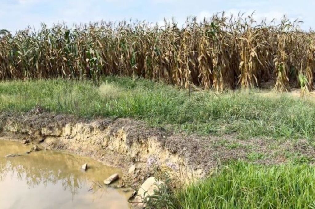 Seca severa em Ibirama atinge produtores rurais e motiva decreto de emergência