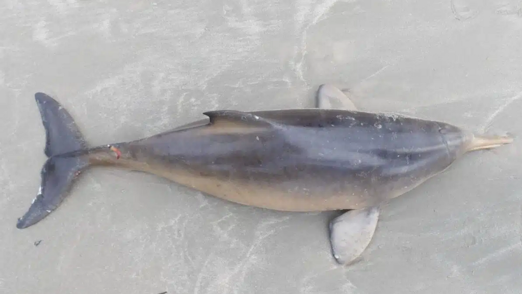 Golfinho ameaçado é encontrado morto em Garopaba