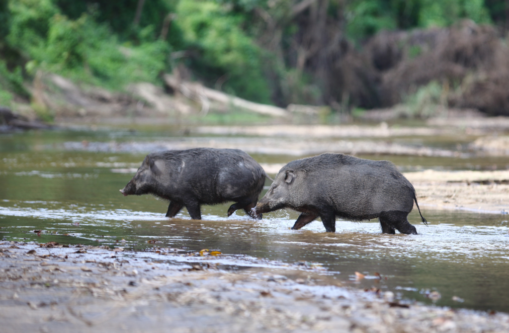 Javalis causam prejuízos severos nas lavouras de Bom Jardim da Serra