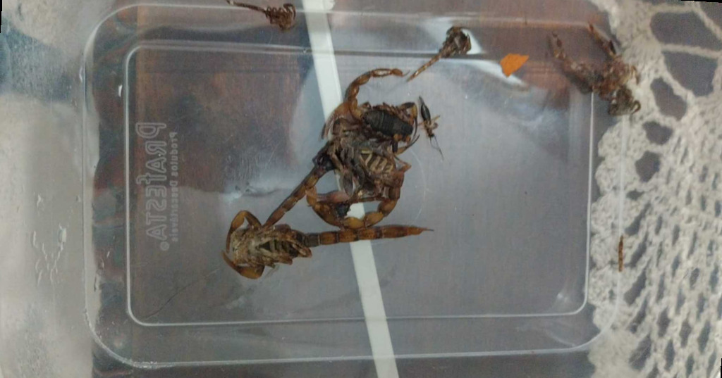 Avó encontra escorpião no berço da bebê, em Lages