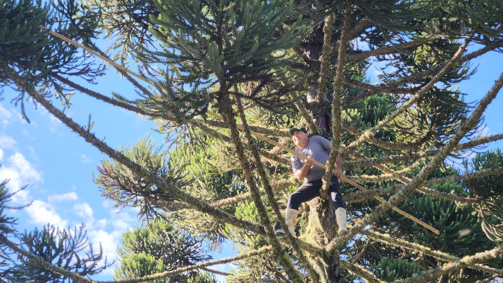 Safra menor de pinhão acende alerta de acidentes na Serra