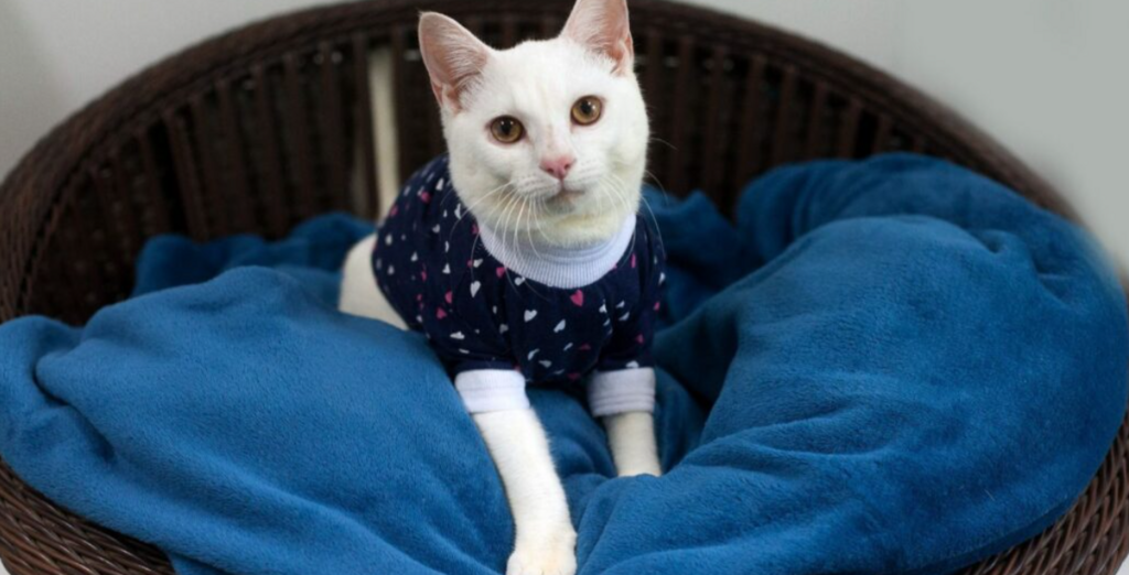 CBEA de Joinville realiza feira de adoção de cães e gatos neste domingo