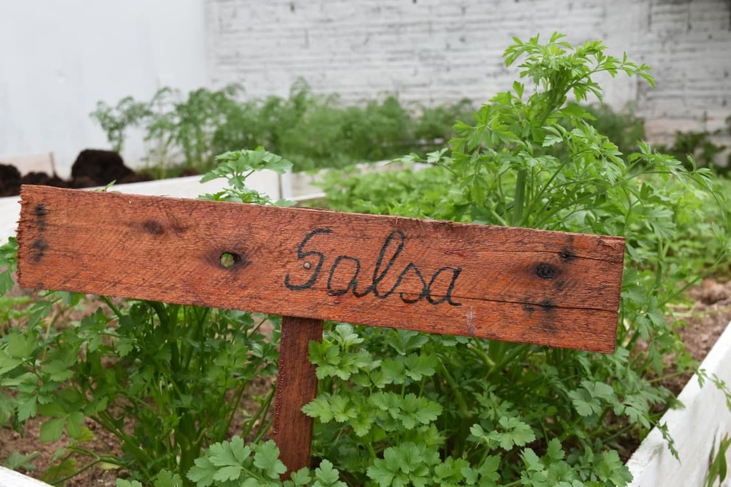 Concurso de hortas incentiva agricultura urbana e hábitos saudáveis em São Francisco do Sul