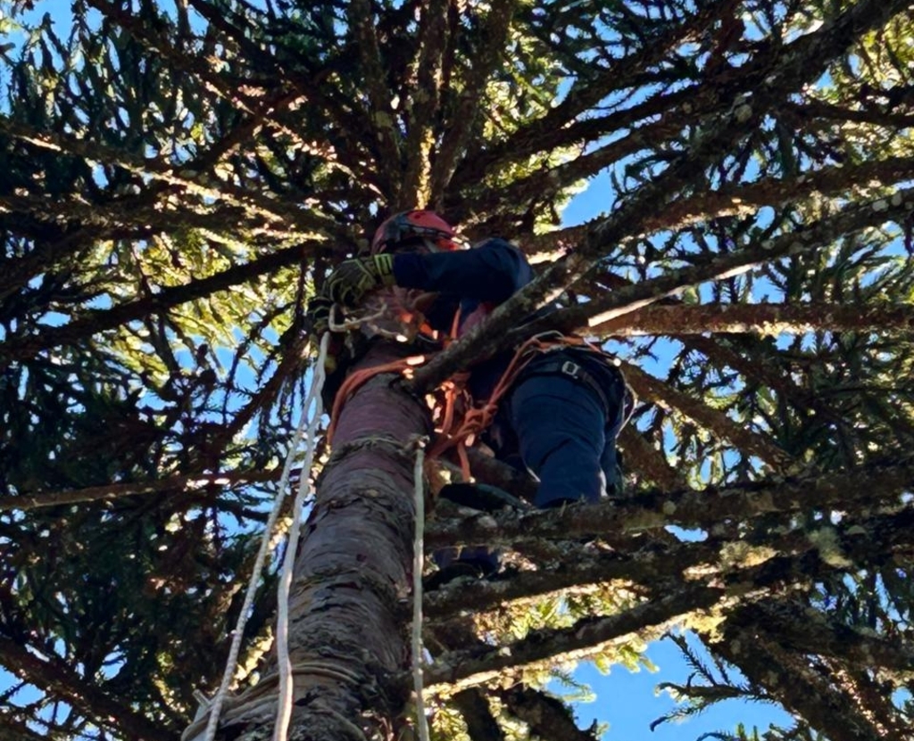 Adolescente sofre choque em pinheiro e é resgatado a 20 metros de altura em SC